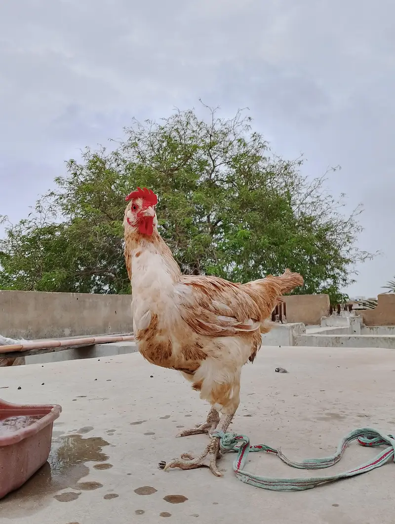 Egg laying Golden Misri Females — photo 7