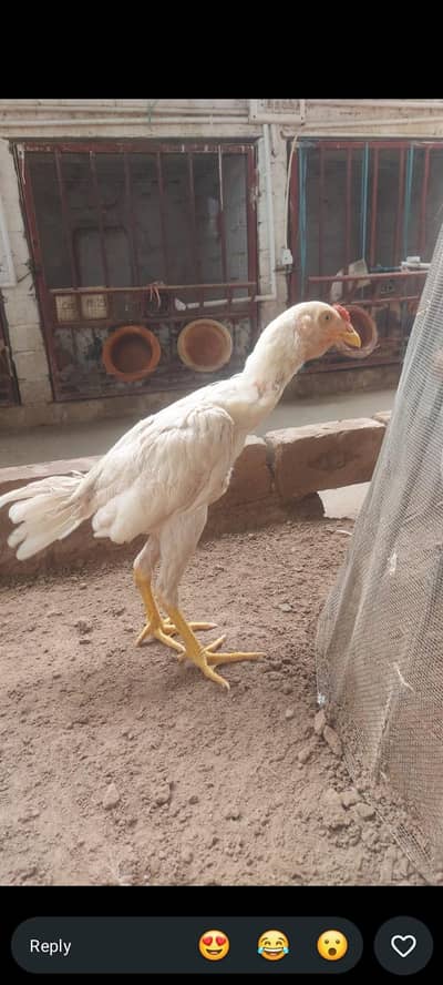 homee breed a full grantee vali cheez a