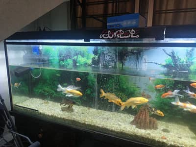 Aquarium for sale