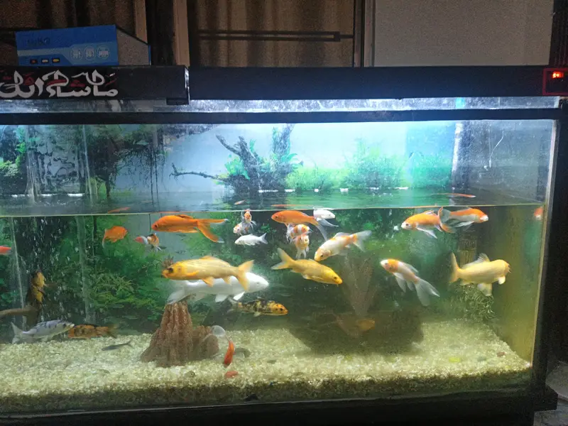 Aquarium for sale — photo 2