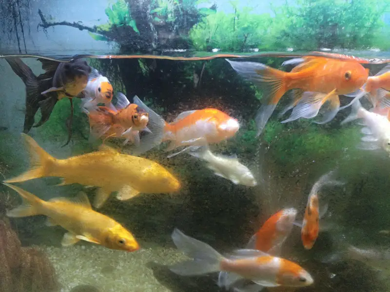 Aquarium for sale — photo 5