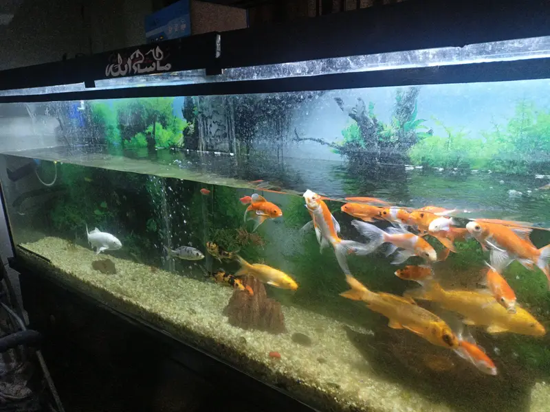 Aquarium for sale — photo 8