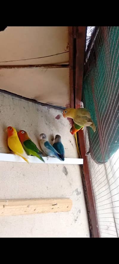 LOVE BIRDS FOR SALE