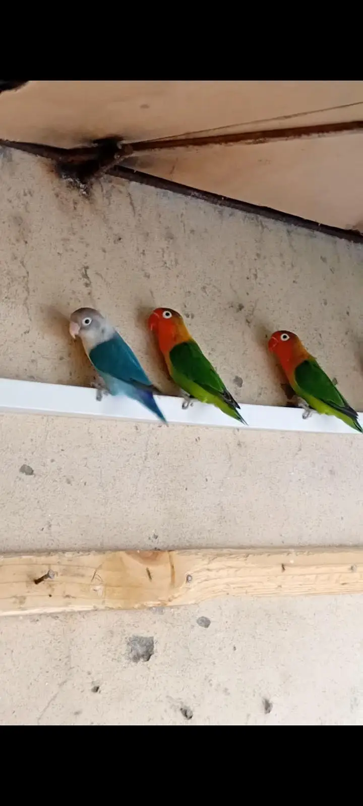 LOVE BIRDS FOR SALE — photo 2