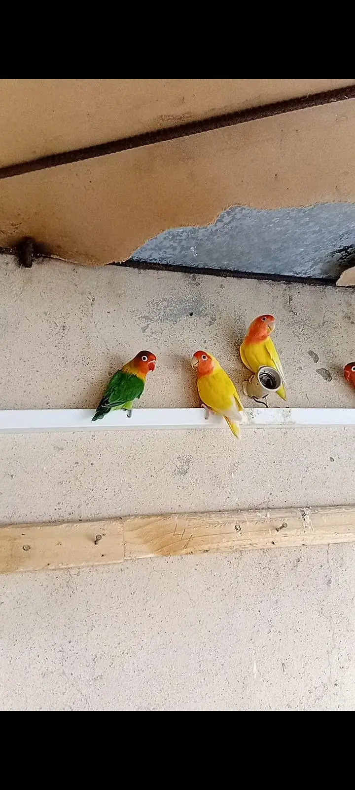 LOVE BIRDS FOR SALE — photo 3