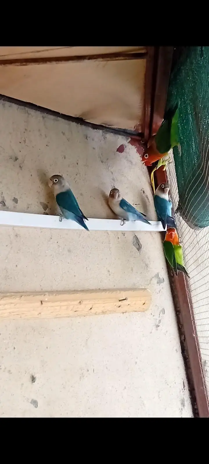 LOVE BIRDS FOR SALE — photo 4
