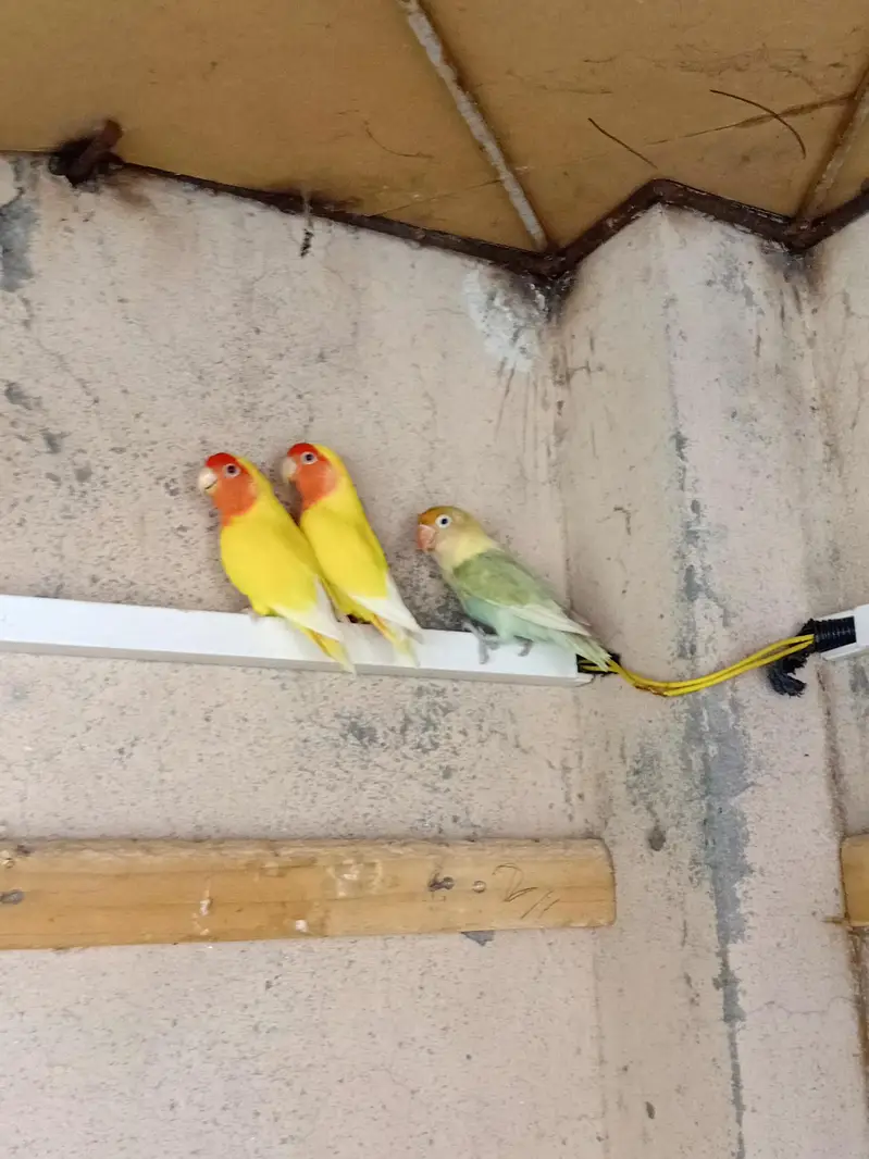 LOVE BIRDS FOR SALE — photo 5