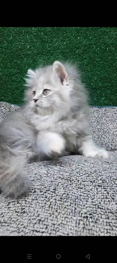 Quality Persian cat & Kittens. Male & female 03479996792. whatsapp