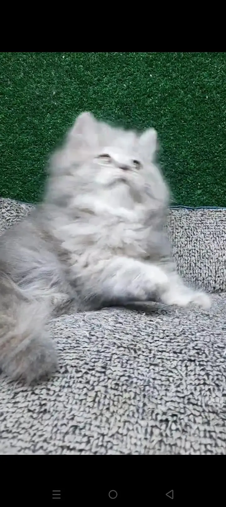 Quality Persian cat & Kittens. Male & female 03479996792. whatsapp — photo 3