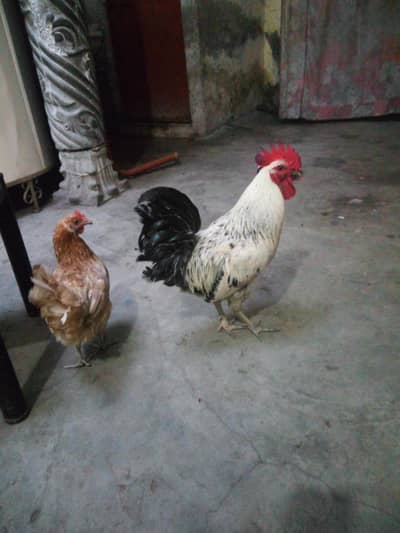 1 Murga 2 Murgi 1 double pinjra