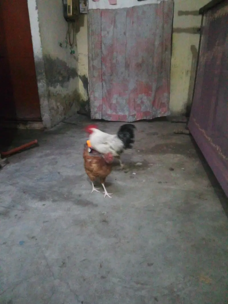 1 Murga 2 Murgi 1 double pinjra — photo 2