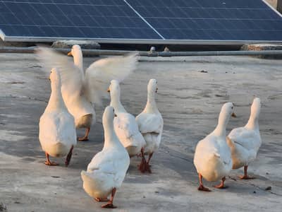 White Ducks