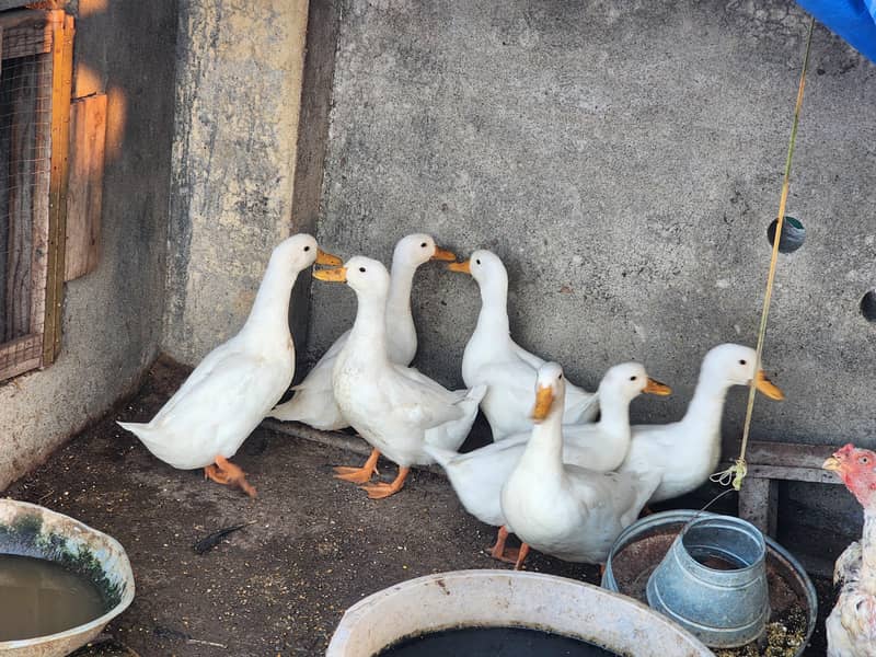 White Ducks 1