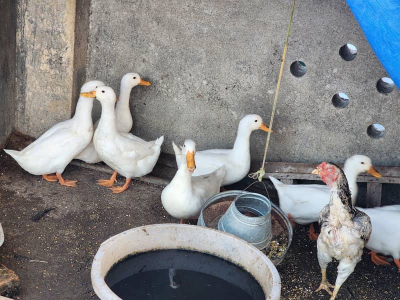 White Ducks 2