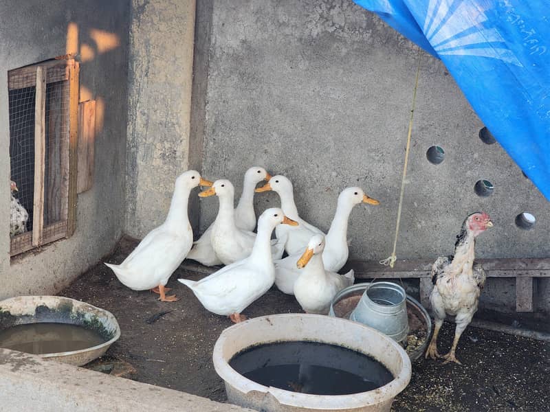 White Ducks 3