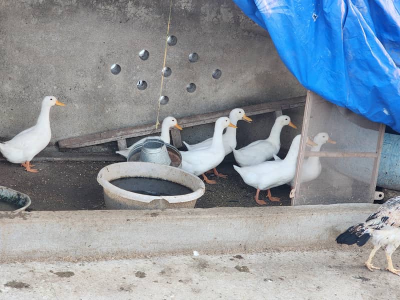 White Ducks 4