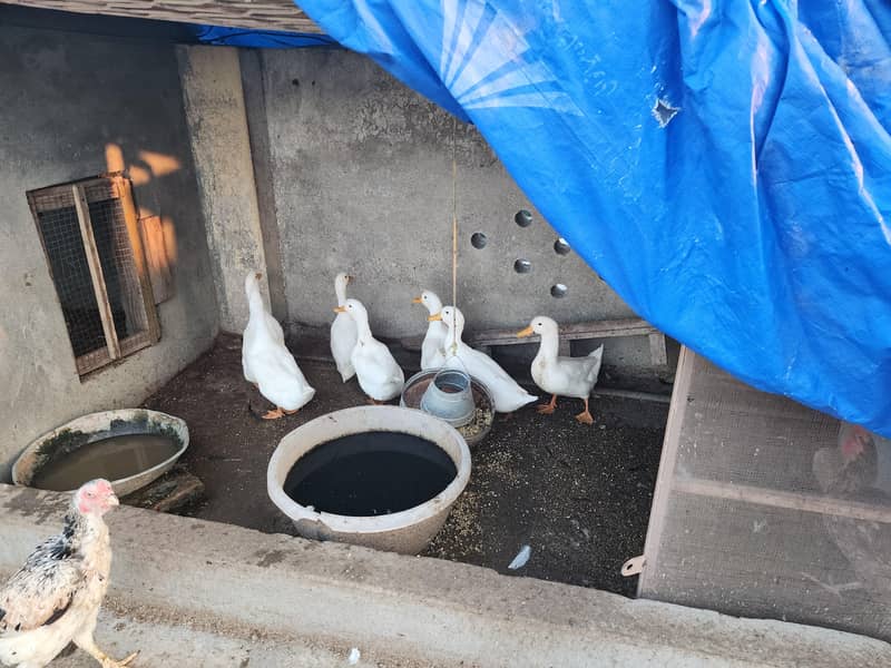 White Ducks 5