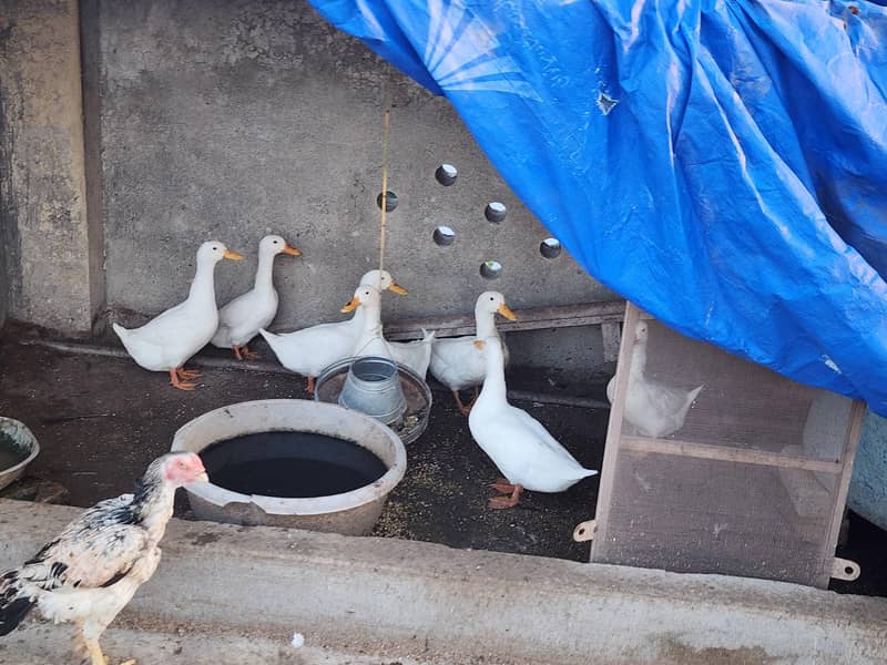 White Ducks 6