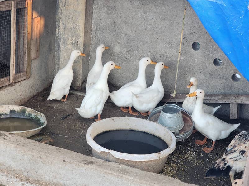 White Ducks 7