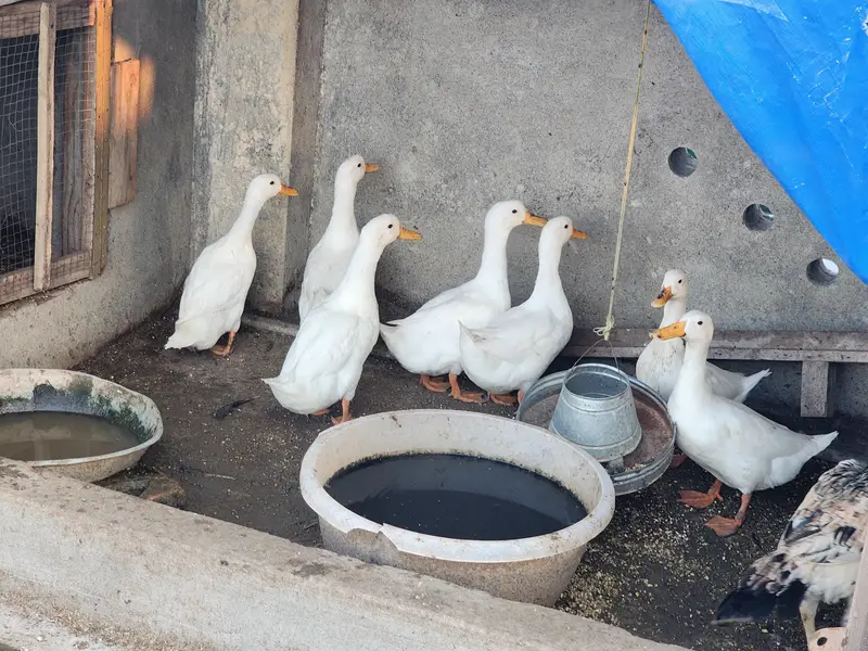 White Ducks — photo 8