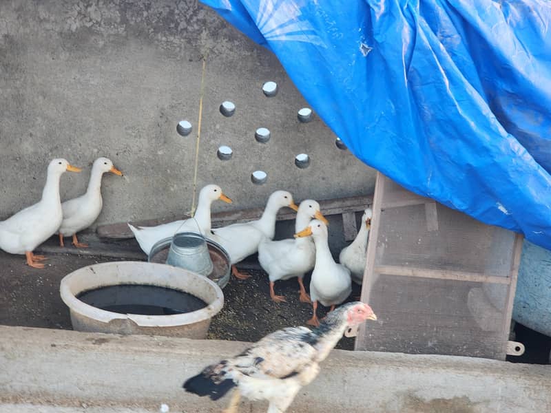 White Ducks 8