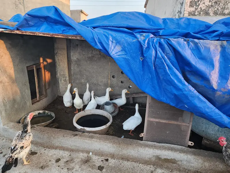 White Ducks — photo 10