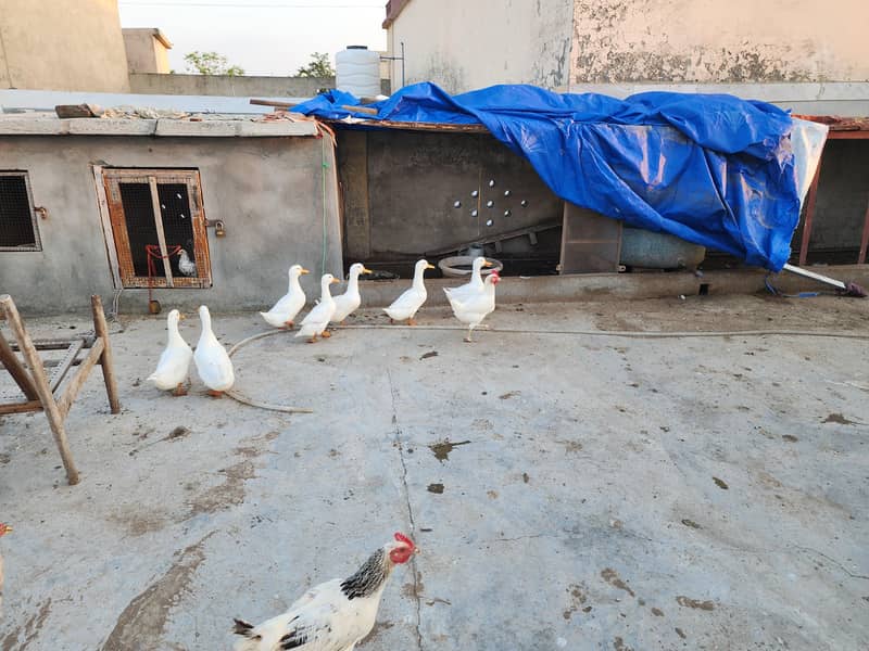 White Ducks 11