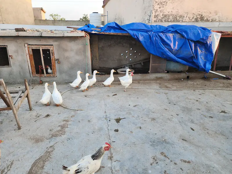 White Ducks — photo 12