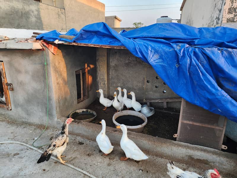 White Ducks 12
