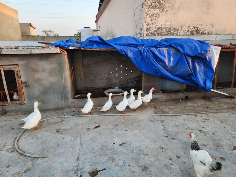 White Ducks 13