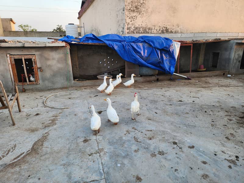 White Ducks 14