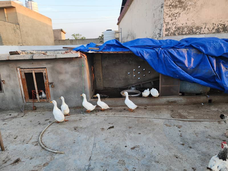 White Ducks 15