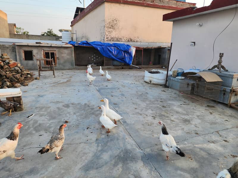 White Ducks 18