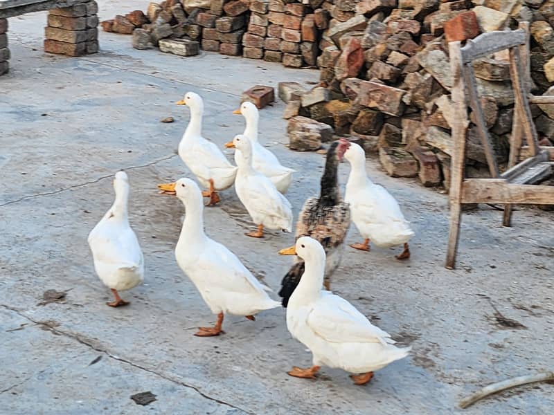 White Ducks 19
