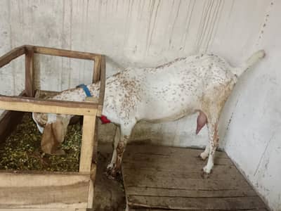 Makhi Cheeni Fresh Cross with 2.5 Month Male