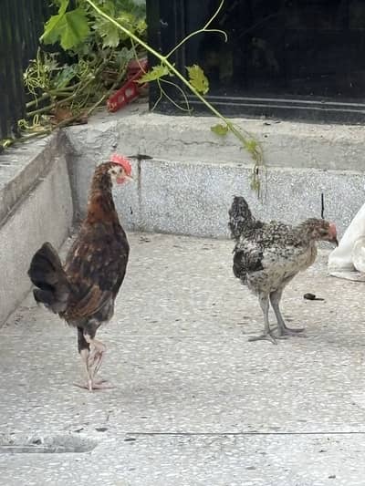 Healthy Desi Hens Pair for Sale