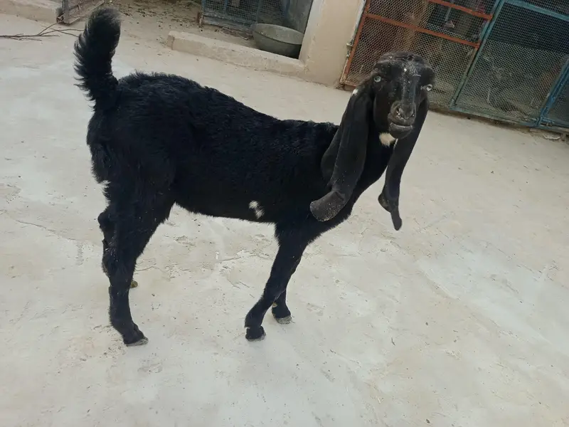 Makhi Cheeni Fresh Cross with 2.5 Month Male — photo 4
