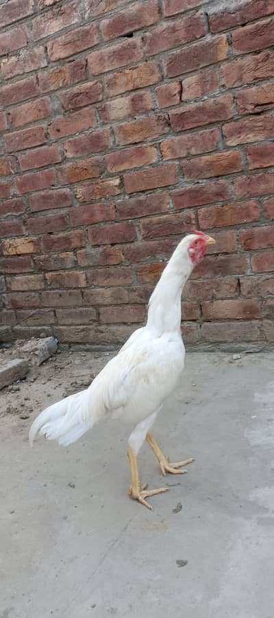 aseel murg