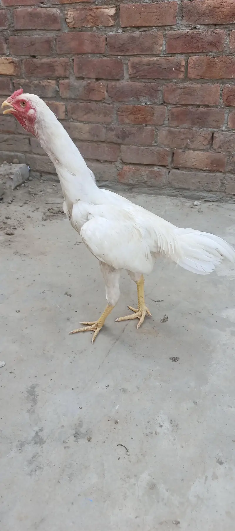 aseel murg — photo 2