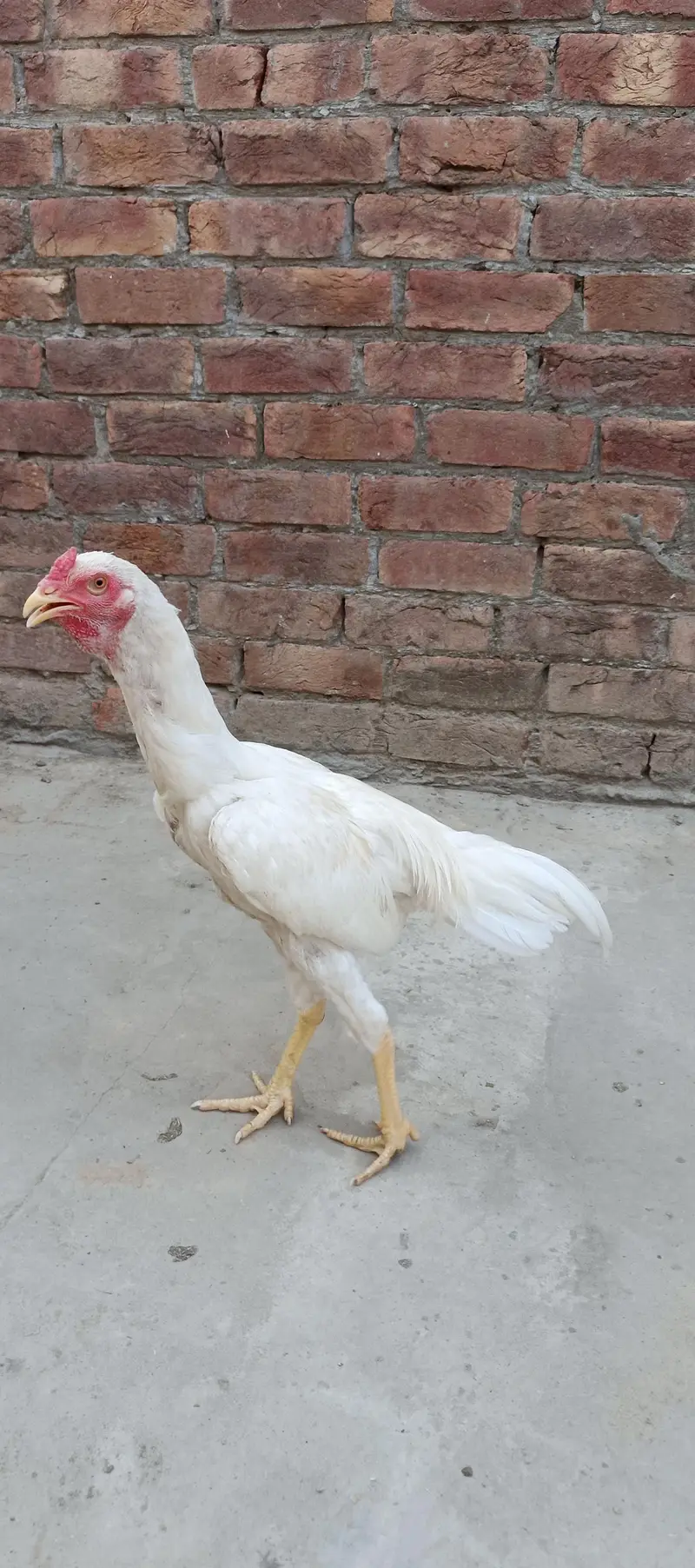 aseel murg — photo 3