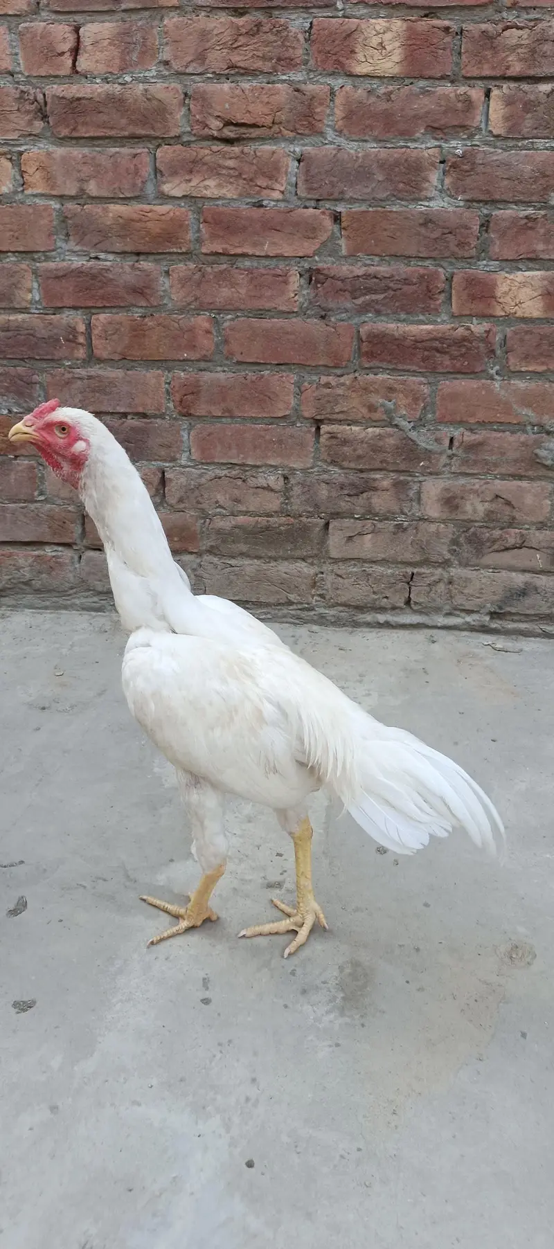 aseel murg — photo 4
