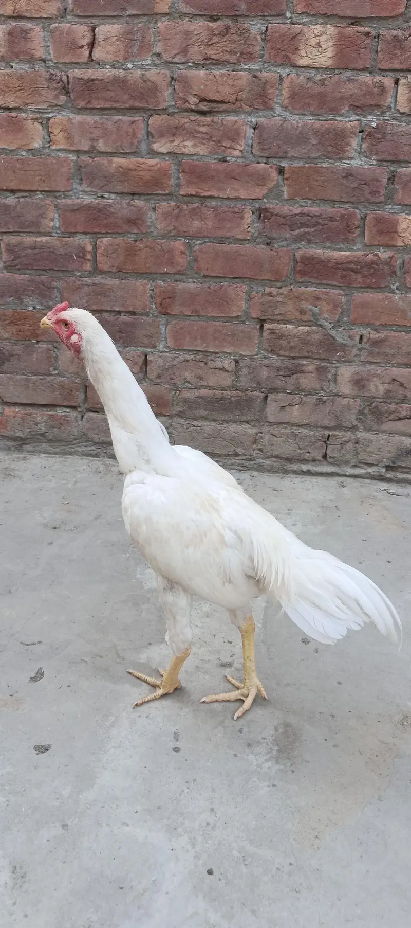 aseel murg — photo 5
