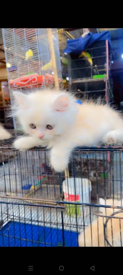 Quality Persian cat & Kittens. Male & female 03479996792. whatsapp