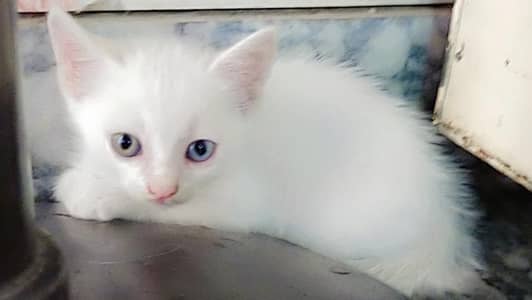 percian kittens For Sale