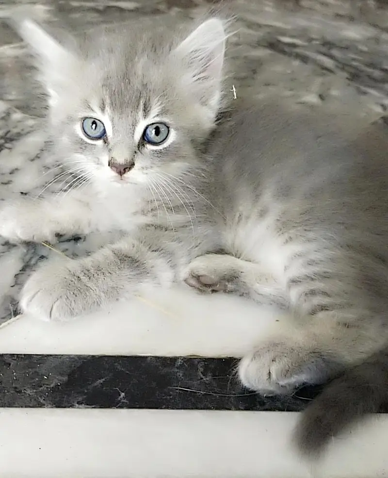 percian kittens For Sale — photo 2