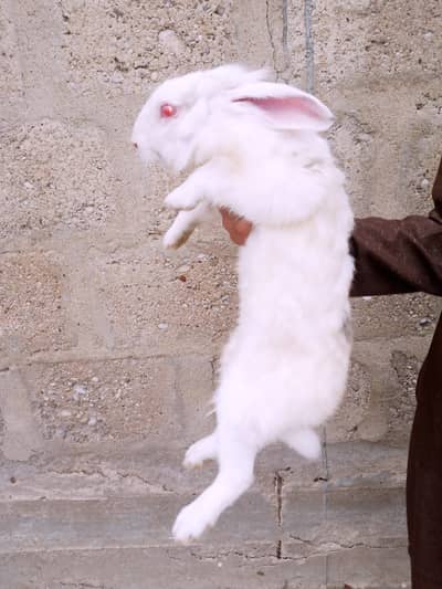 Newzland rabbit