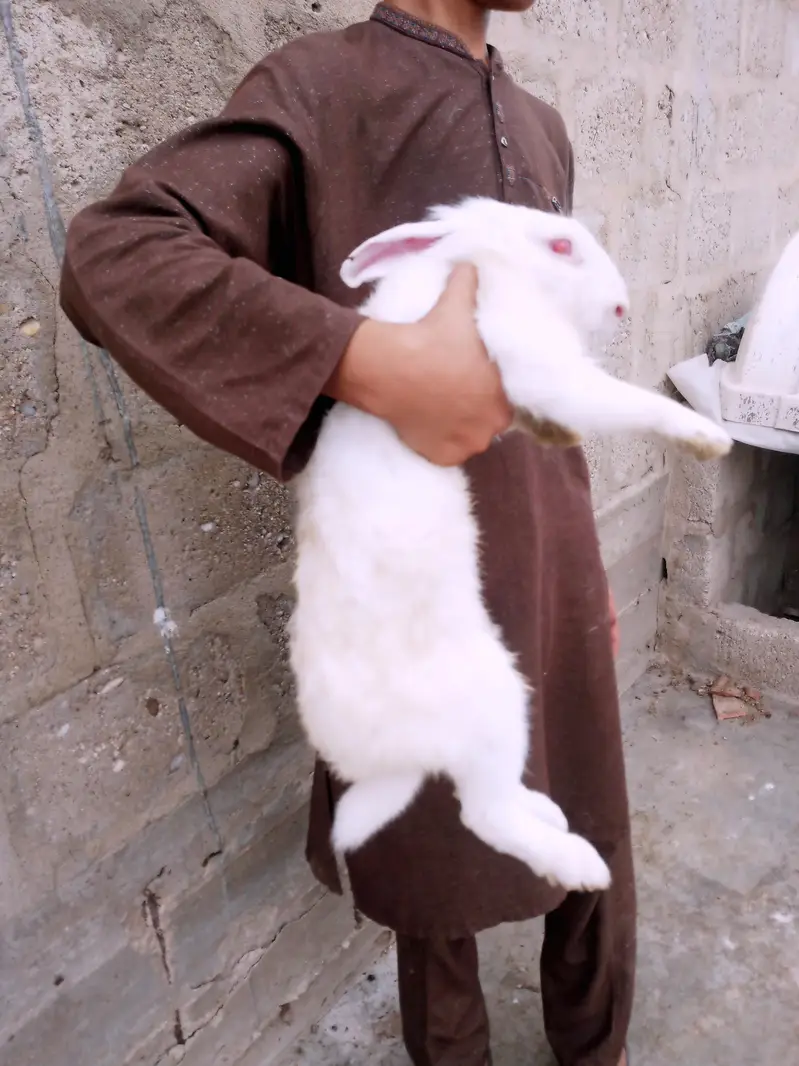 Newzland rabbit — photo 2
