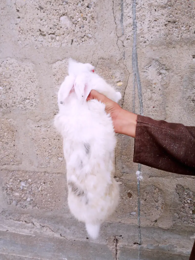 Newzland rabbit — photo 3