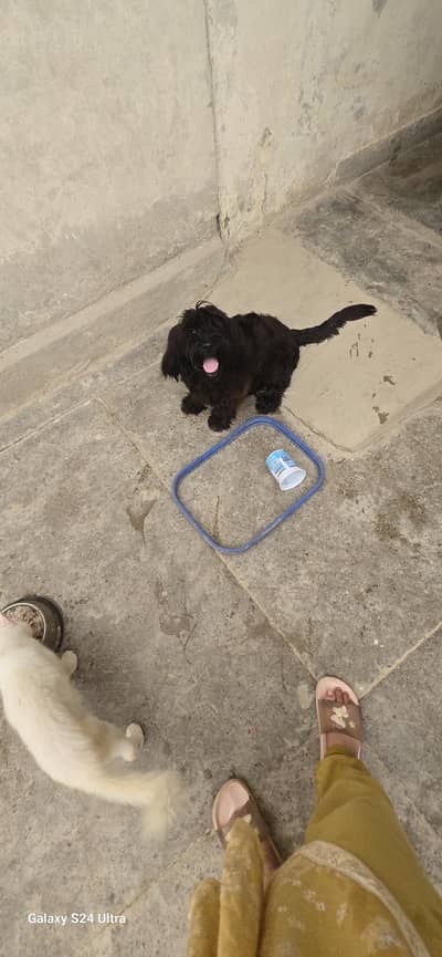 shitzu puppy for sale