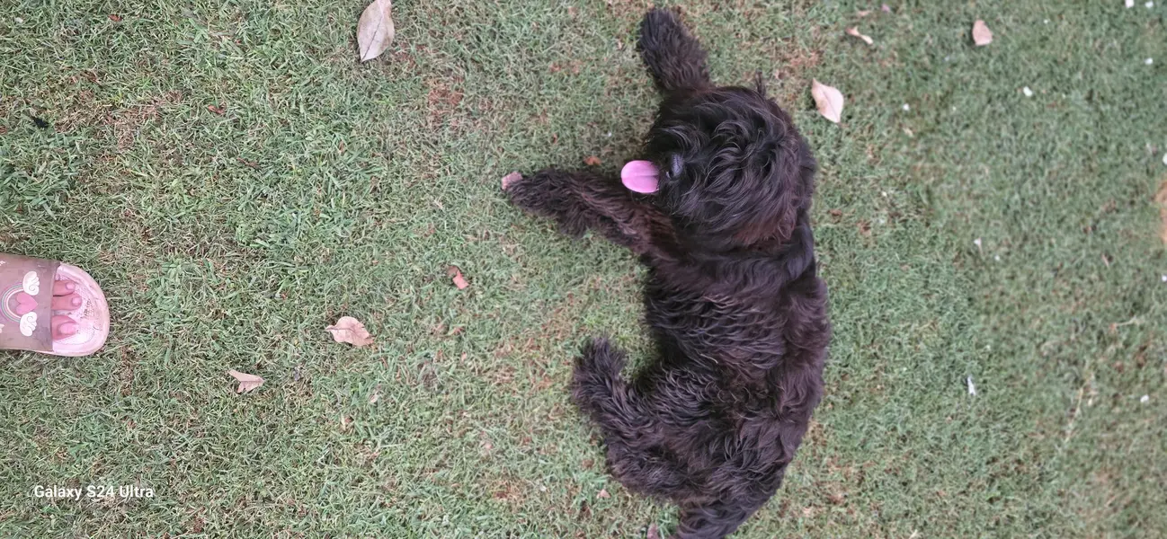 shitzu puppy for sale — photo 2